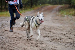 Canicross: o que é e como praticar com seu cachorro