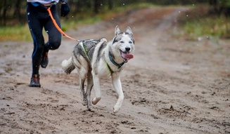 Canicross: o que é e como praticar com seu cachorro